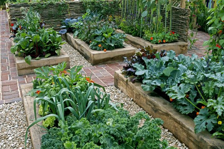 Raised Bed Garden Design: How To Layout & Build
